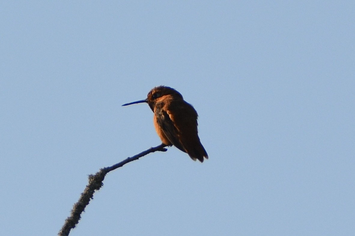 Colibrí Rufo - ML620664310