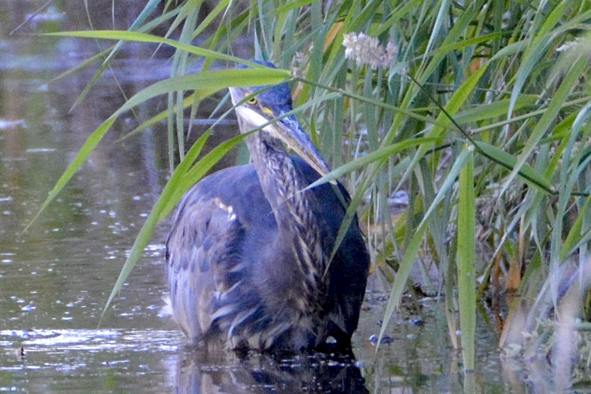 Great Blue Heron - ML620664312