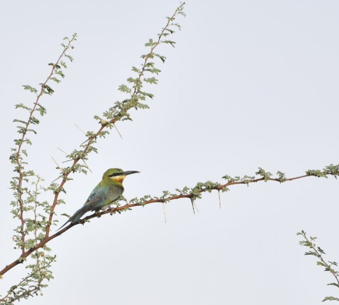 Blue-tailed Bee-eater - ML620664313