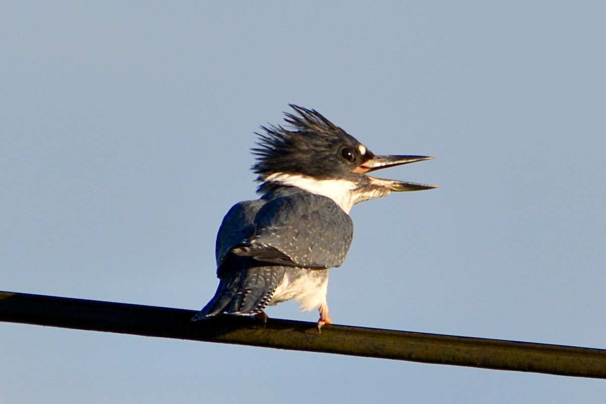 Belted Kingfisher - ML620664314