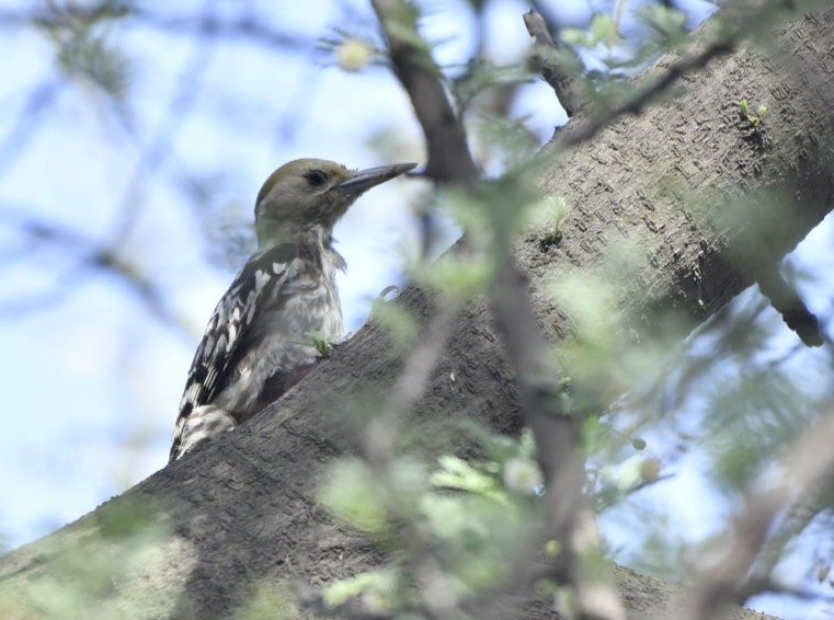 Yellow-crowned Woodpecker - ML620664316