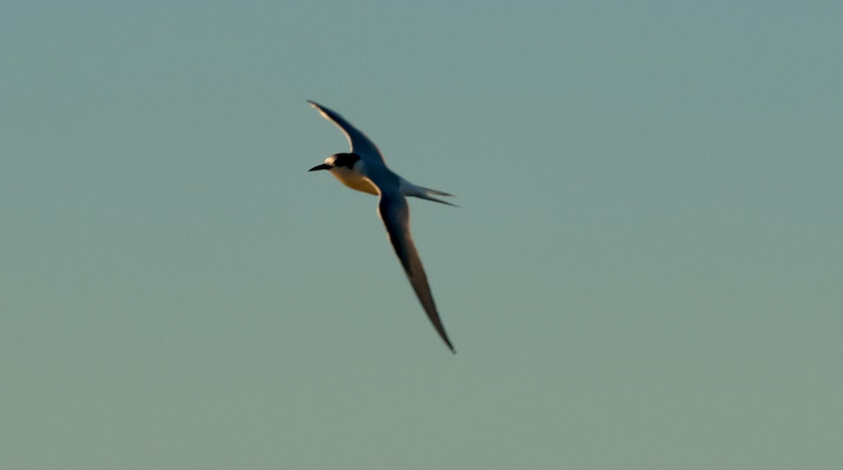 Arctic Tern - Kerr Brad