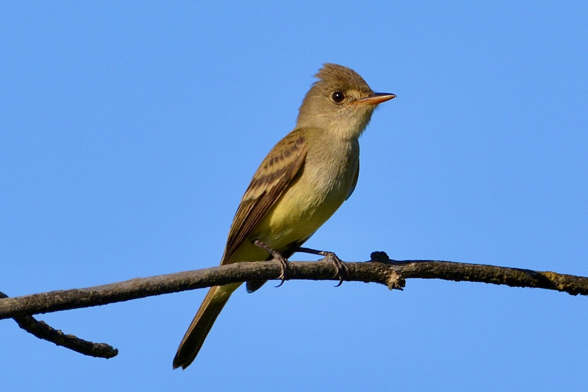 Willow Flycatcher - ML620664321