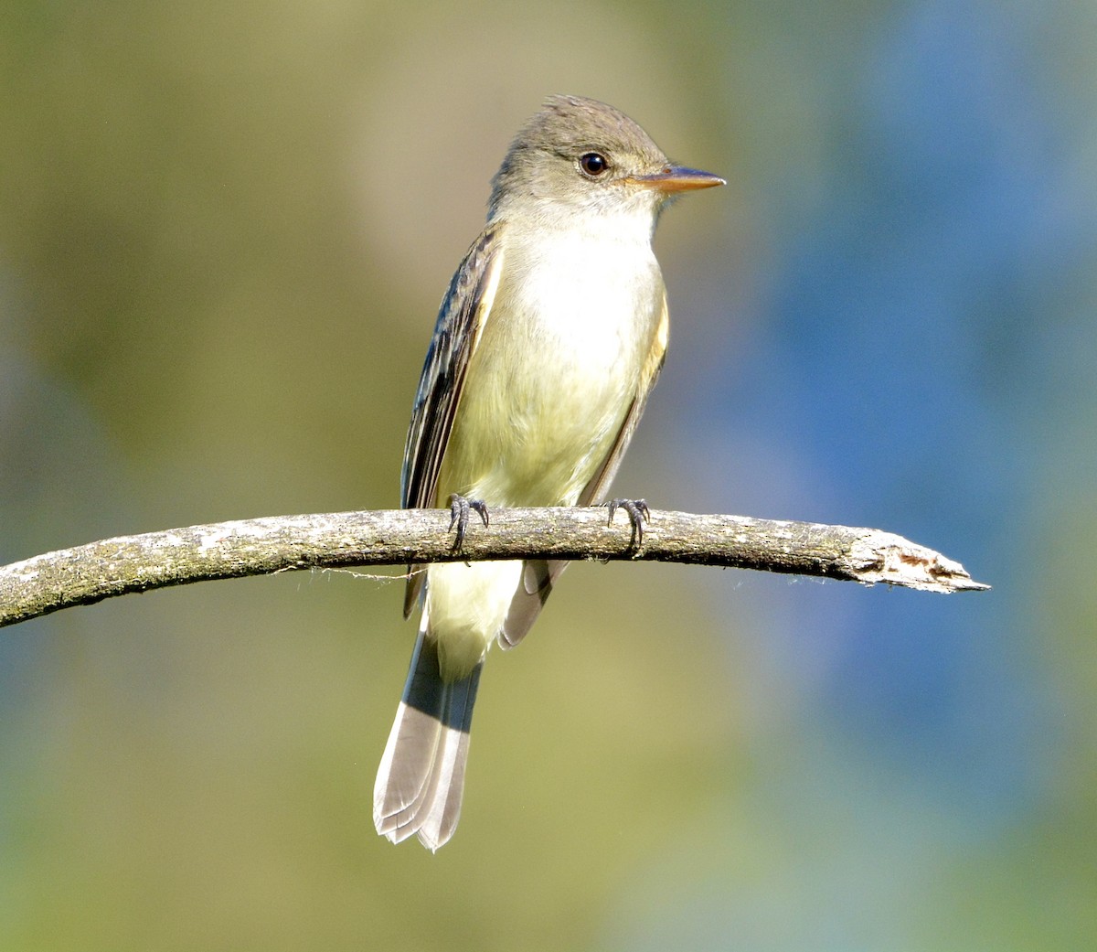 Willow Flycatcher - ML620664322