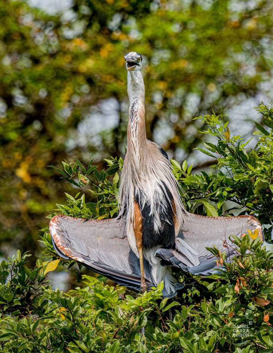 Great Blue Heron (Great Blue) - Daniel  Garza Tobón