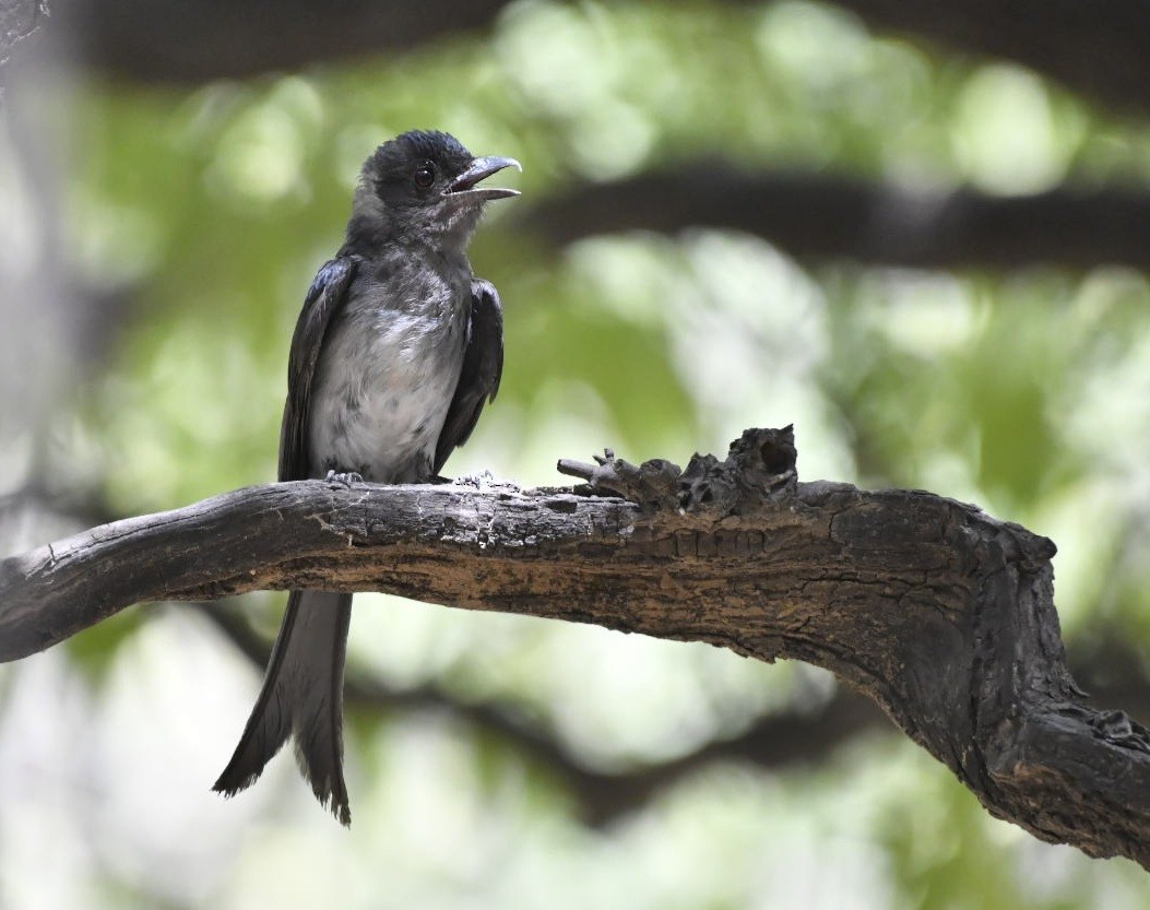 Drongo à ventre blanc - ML620664324