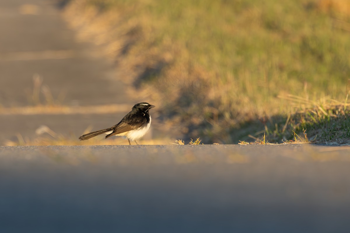 Willie-wagtail - ML620664325