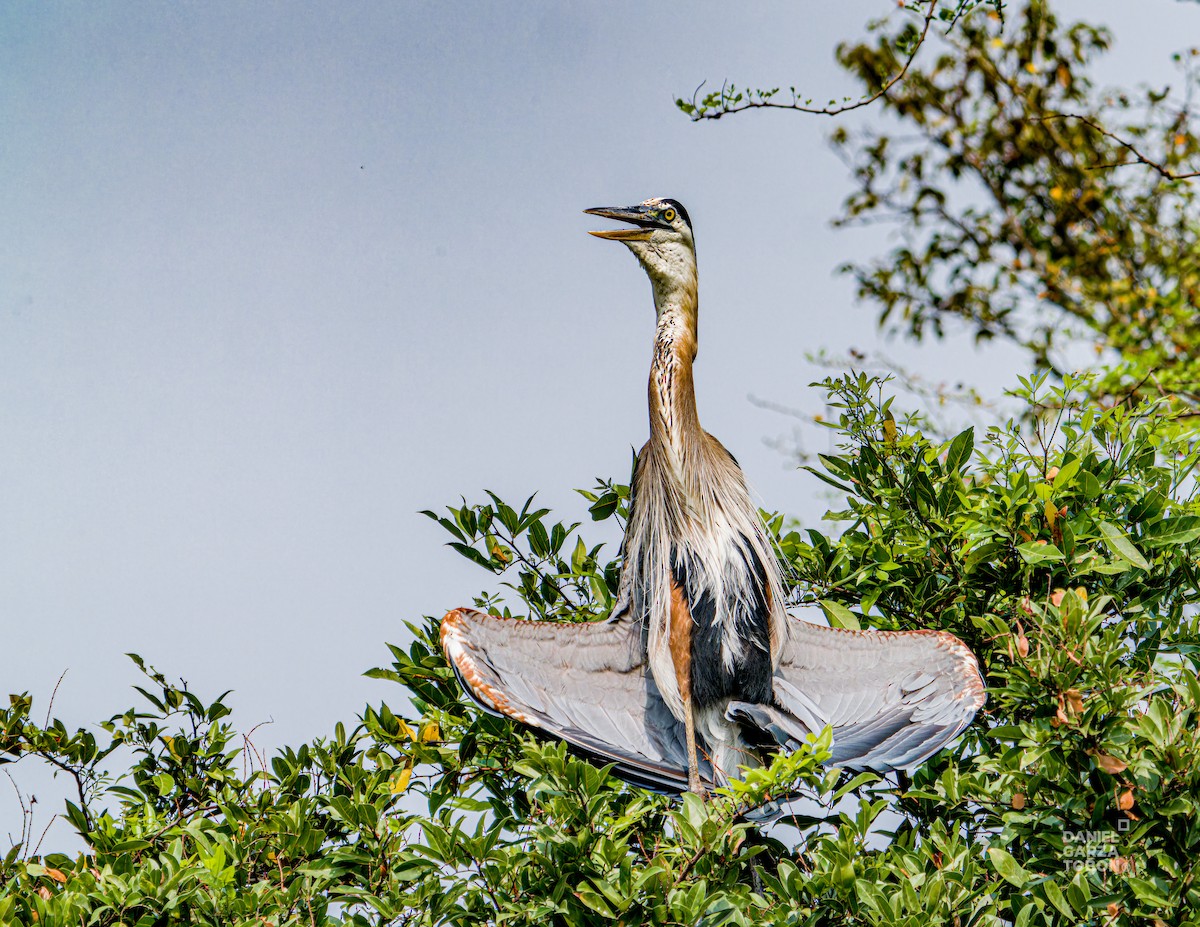 Great Blue Heron (Great Blue) - ML620664326