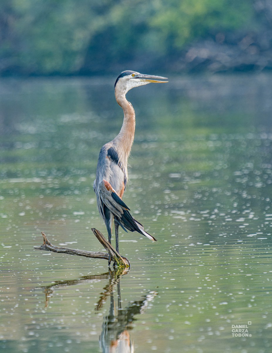 Great Blue Heron (Great Blue) - ML620664327