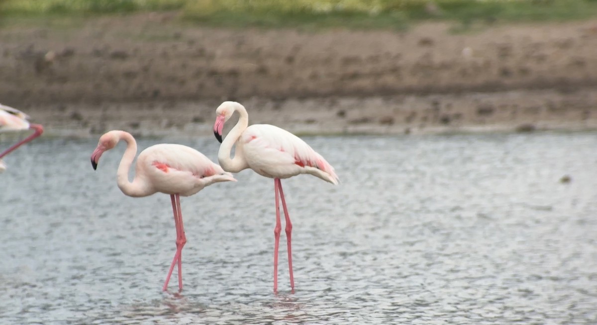 rosenflamingo - ML620664328