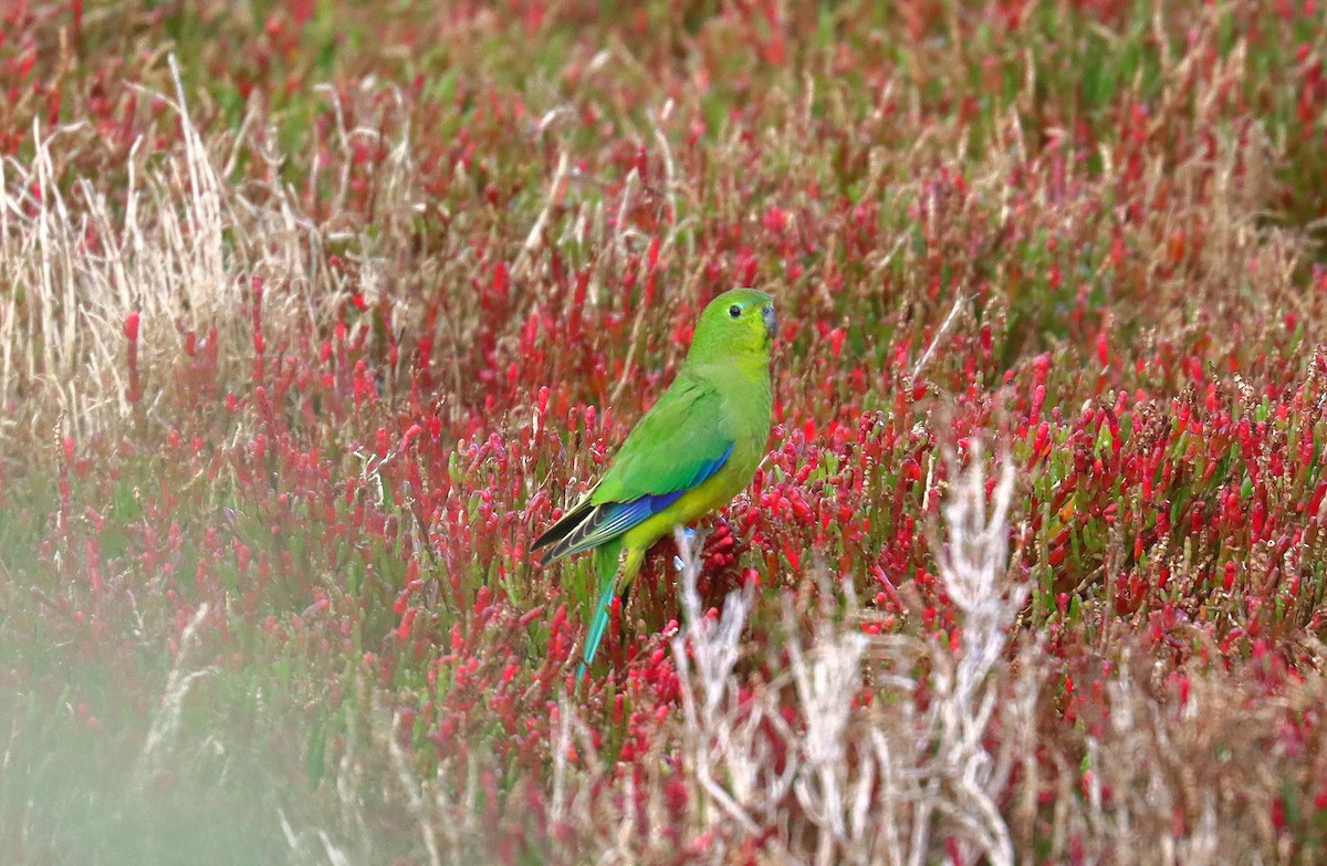 Orange-bellied Parrot - ML620664329