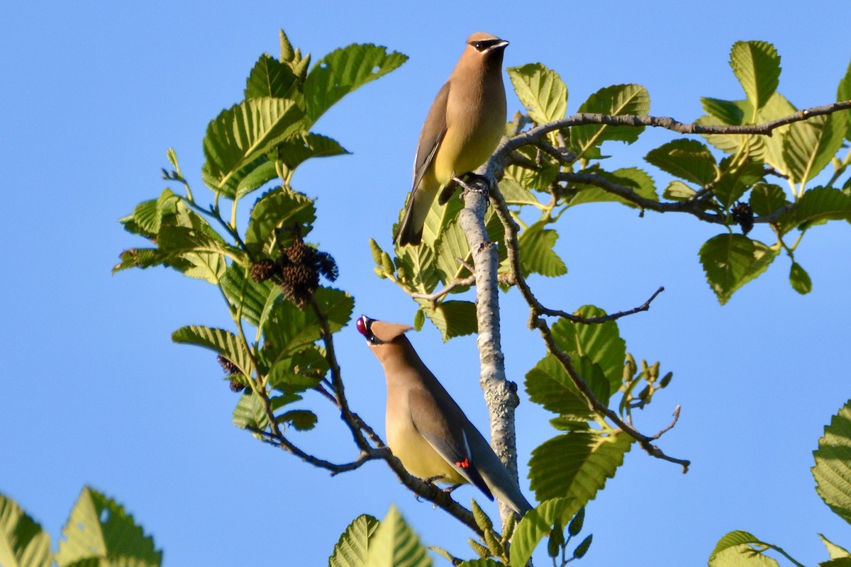 Cedar Waxwing - ML620664334