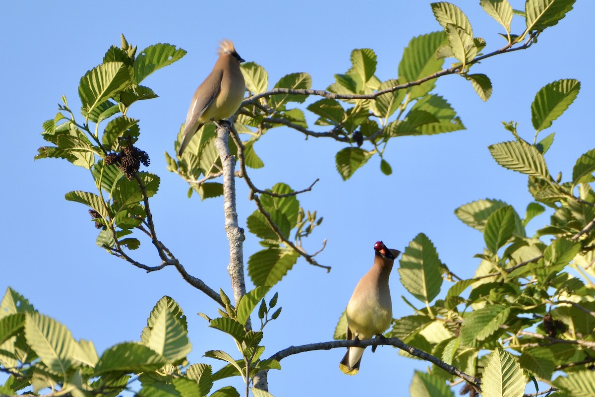 Cedar Waxwing - ML620664335