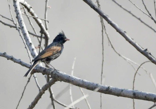 Crested Bunting - ML620664338