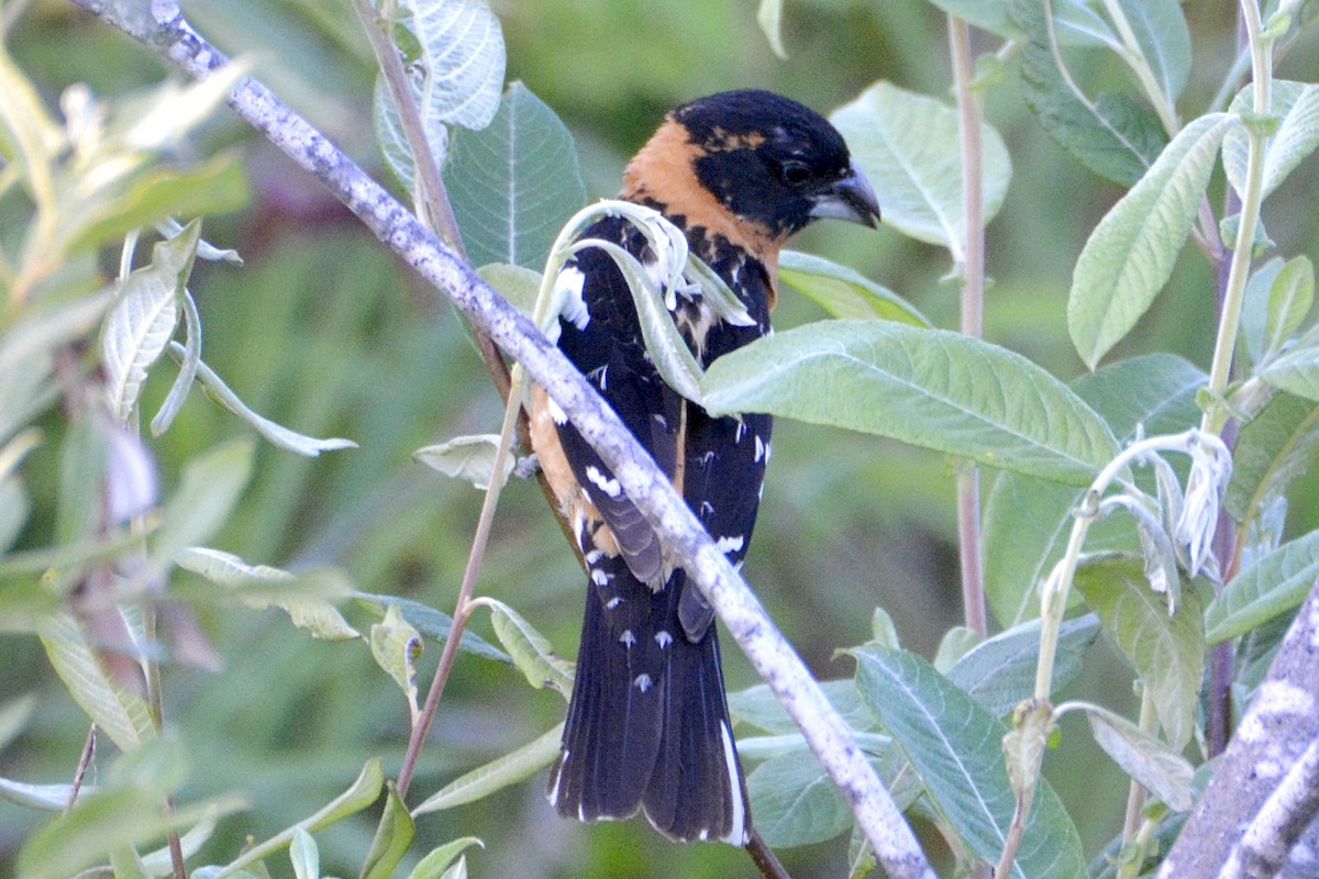 Cardinal à tête noire - ML620664339