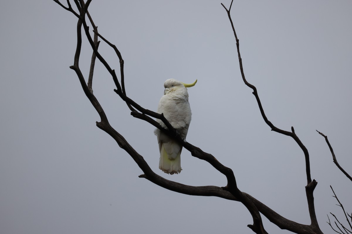 Sulphur-crested Cockatoo - ML620664341