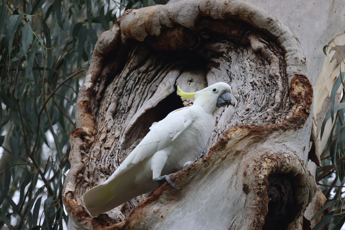 Sulphur-crested Cockatoo - ML620664343