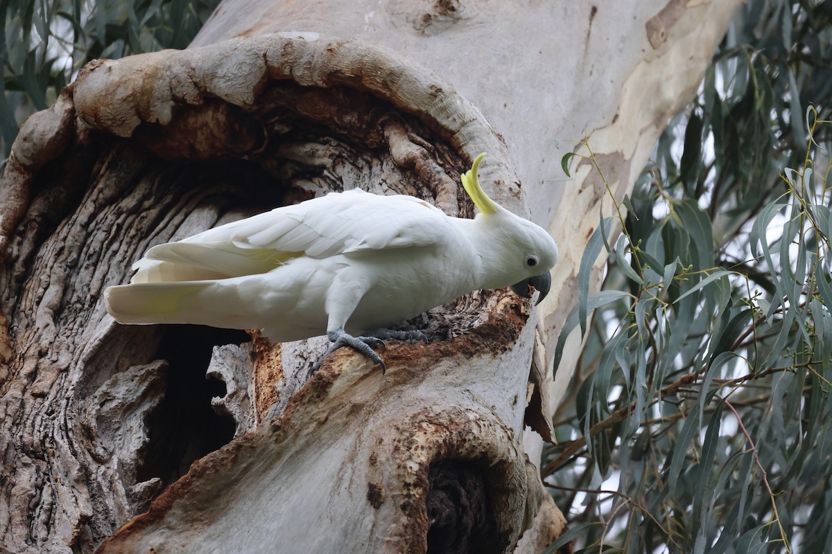 Sulphur-crested Cockatoo - ML620664344