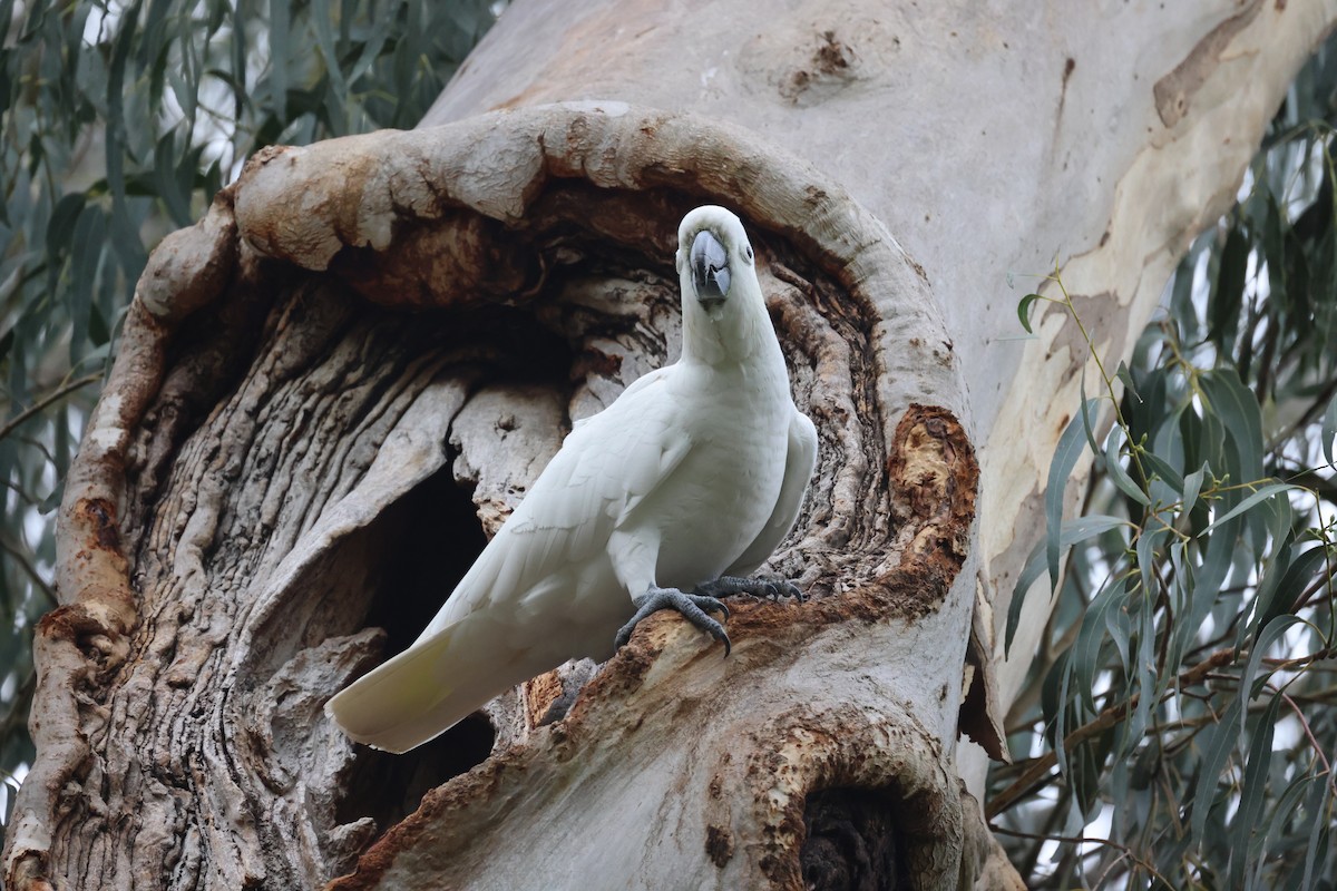 Sulphur-crested Cockatoo - ML620664345