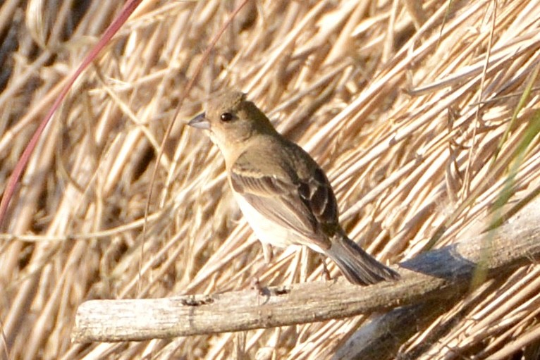 Lazuli Bunting - ML620664348