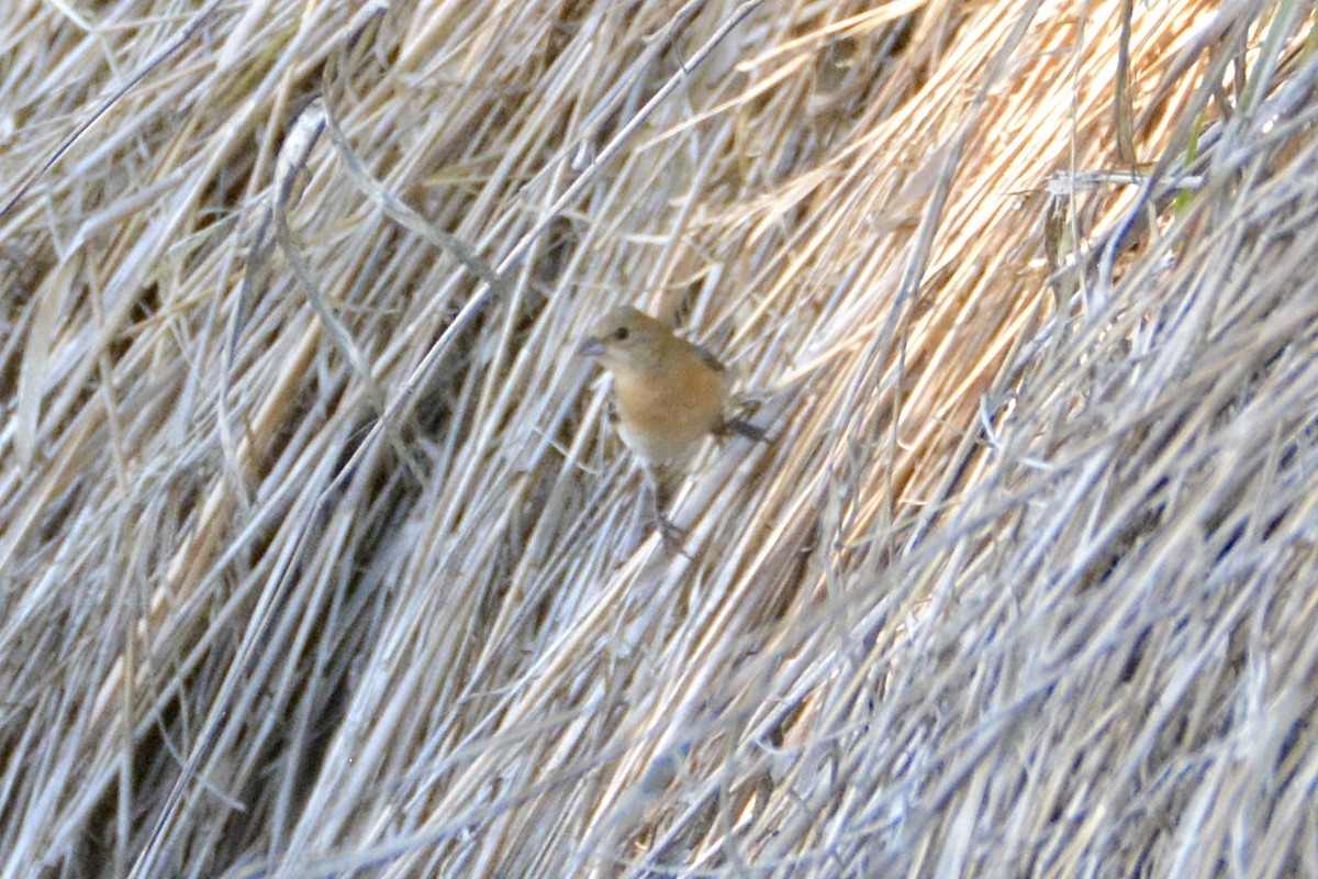 Lazuli Bunting - lise owens