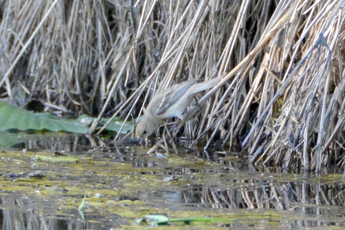 Lazuli Bunting - ML620664350