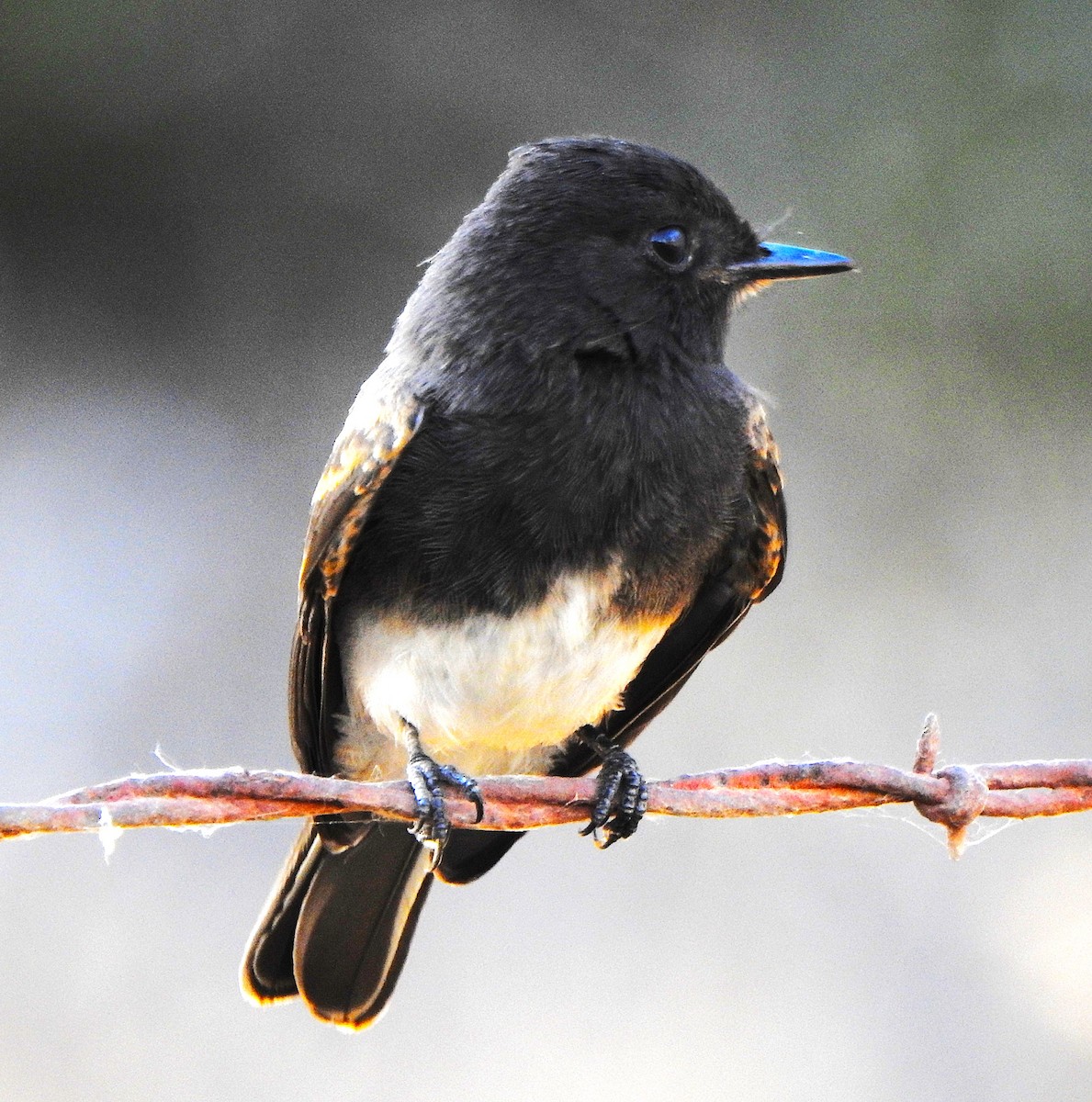 Black Phoebe - ML620664351