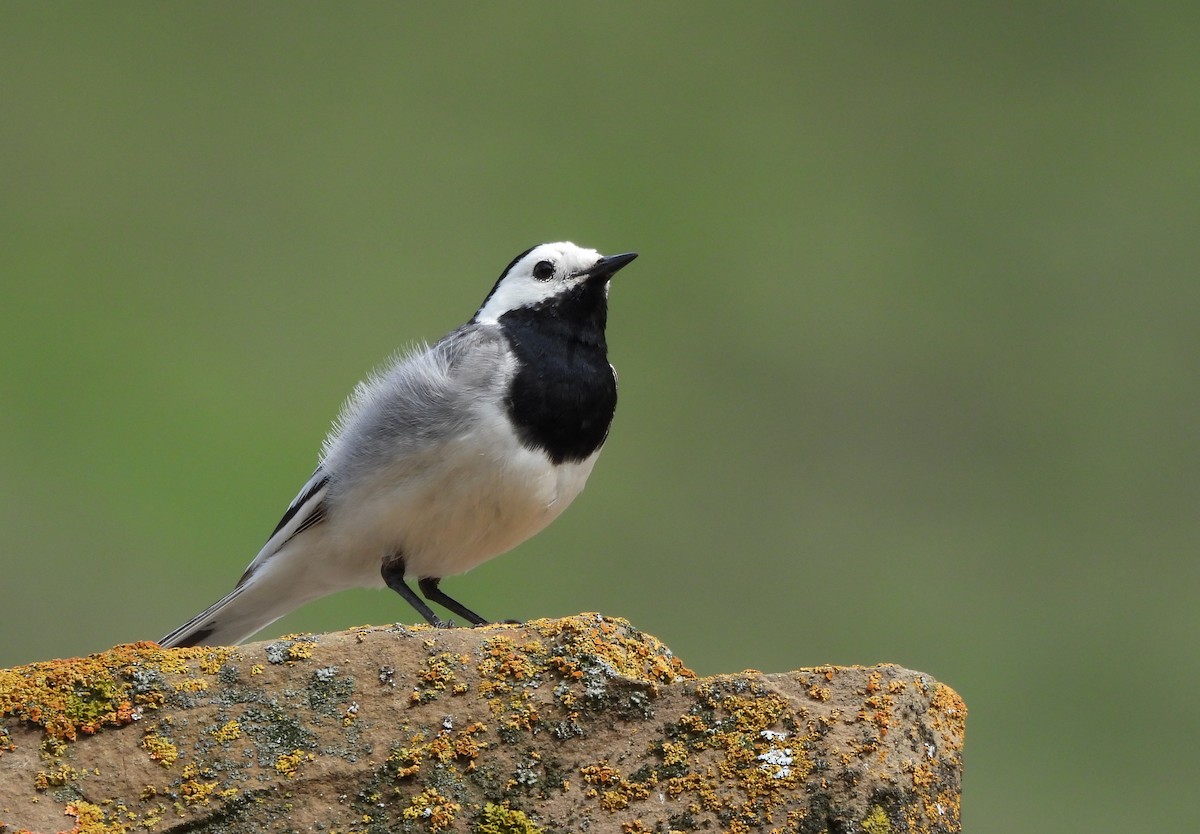 Lavandera Blanca (blanca euroasiática) - ML620664353