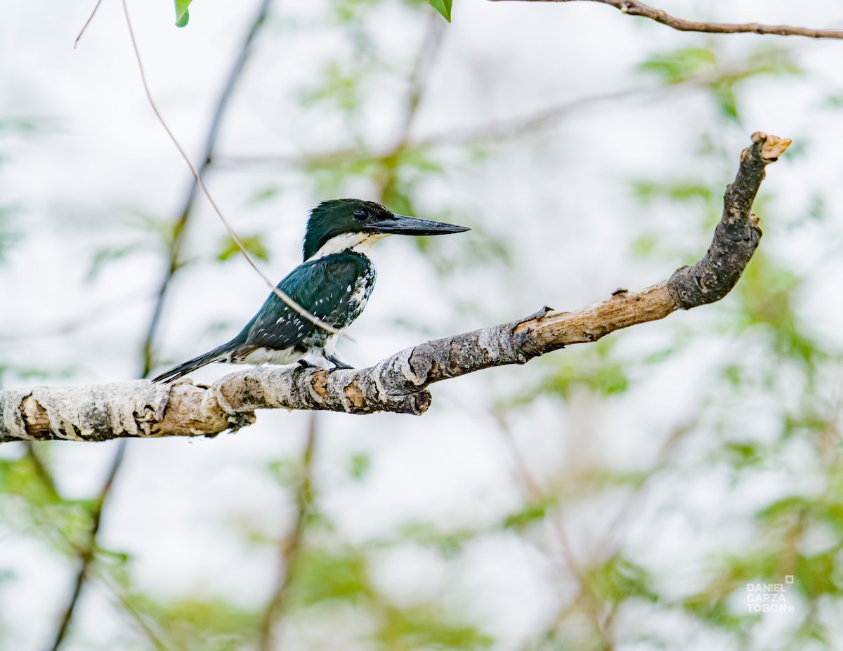 Green Kingfisher - ML620664354