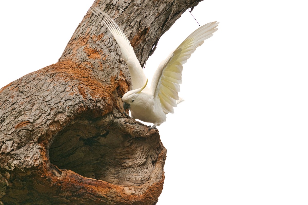 Sulphur-crested Cockatoo - ML620664355