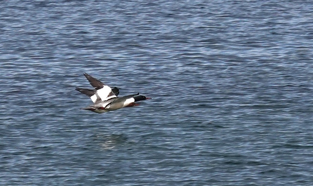 Common Merganser - ML620664356