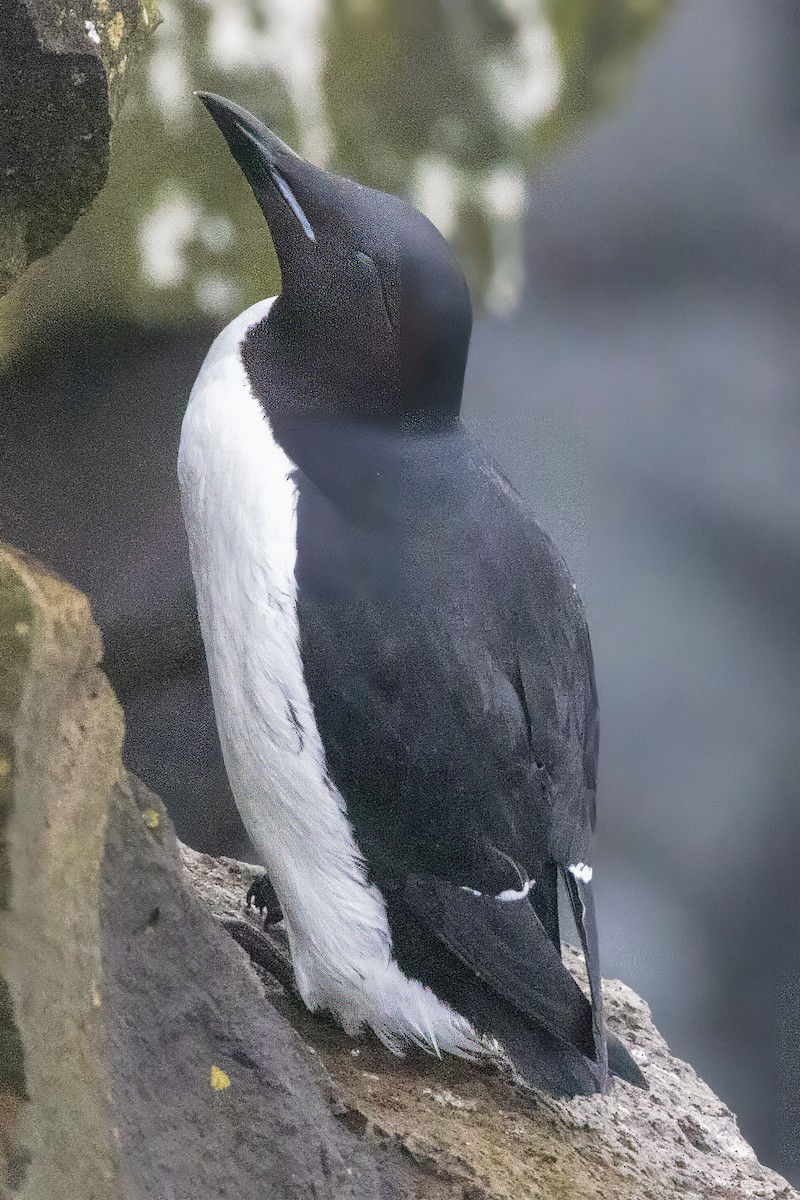 Guillemot de Brünnich - ML620664358