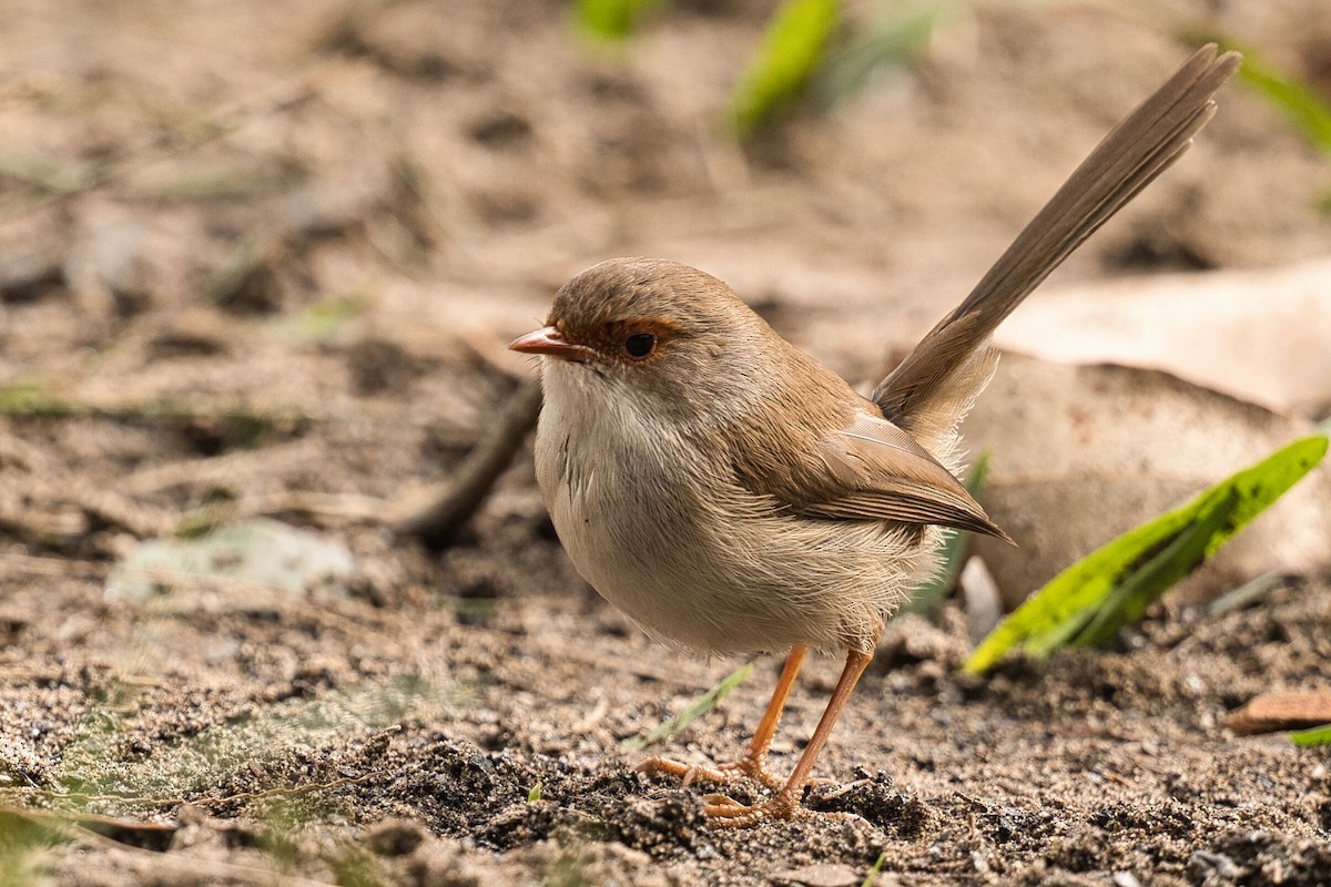 Superb Fairywren - ML620664359