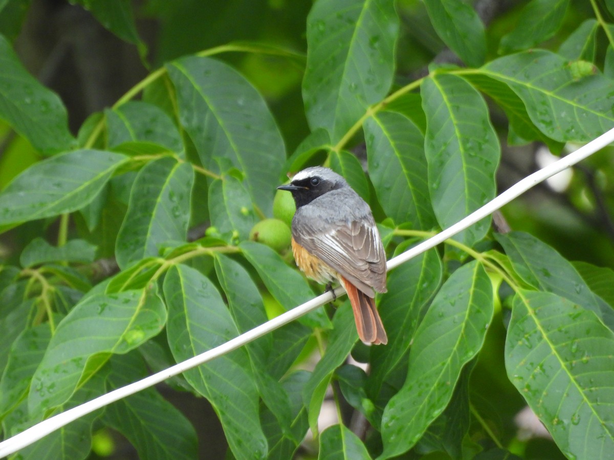 Common Redstart - ML620664361