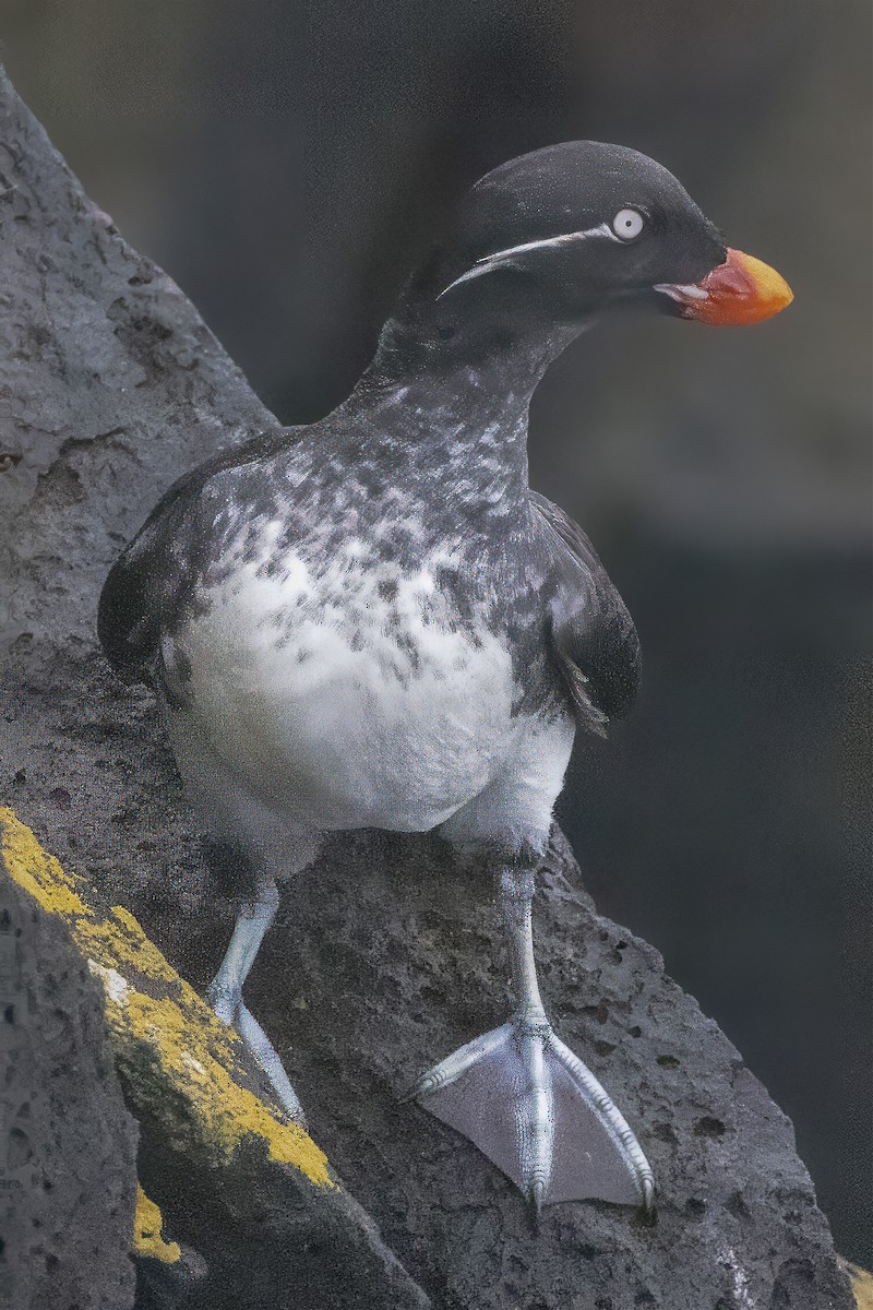 Parakeet Auklet - ML620664362