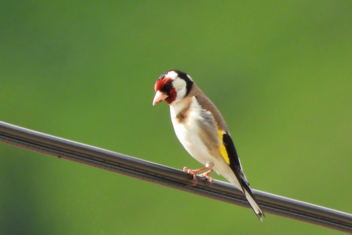 European Goldfinch - ML620664368