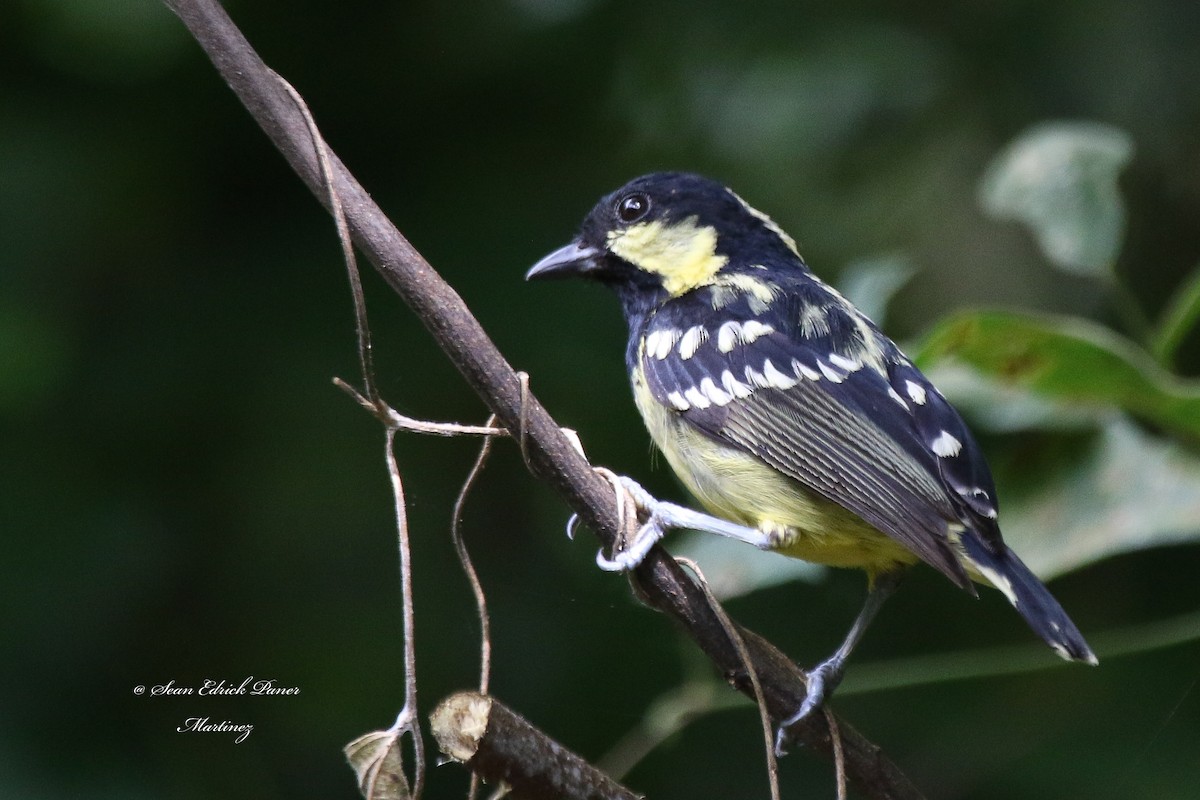 Elegant Tit - ML620664369