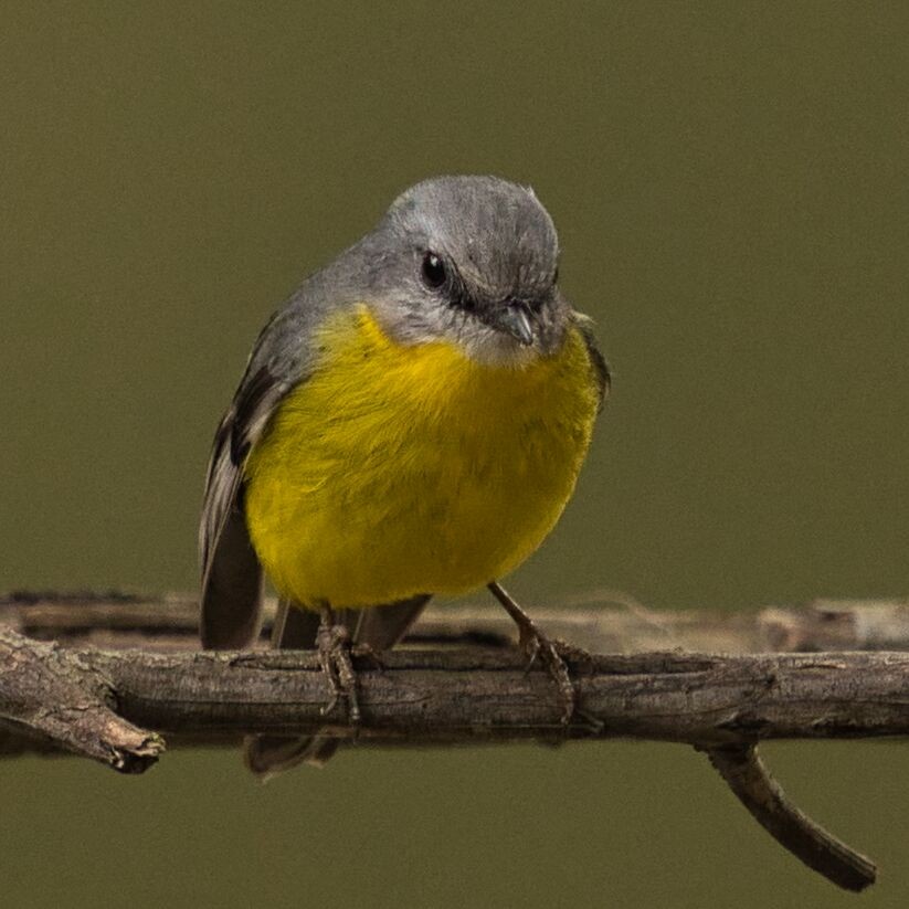 Eastern Yellow Robin - ML620664371