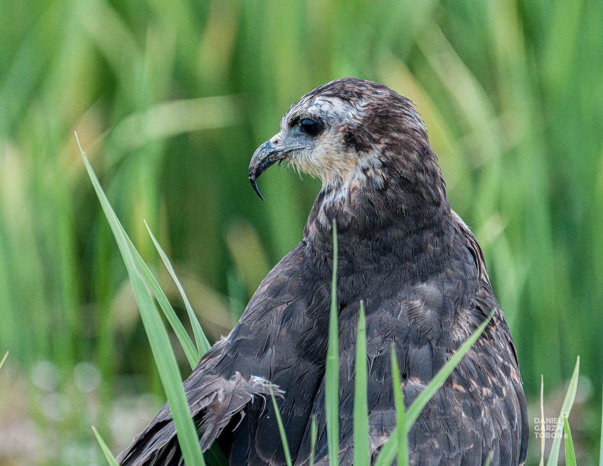 Schneckenbussard - ML620664372