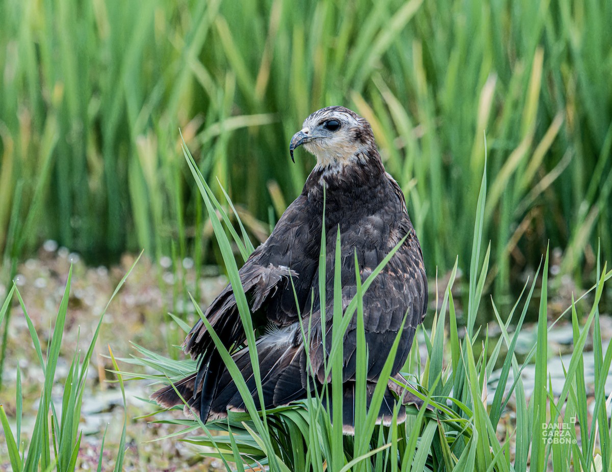 Schneckenbussard - ML620664373