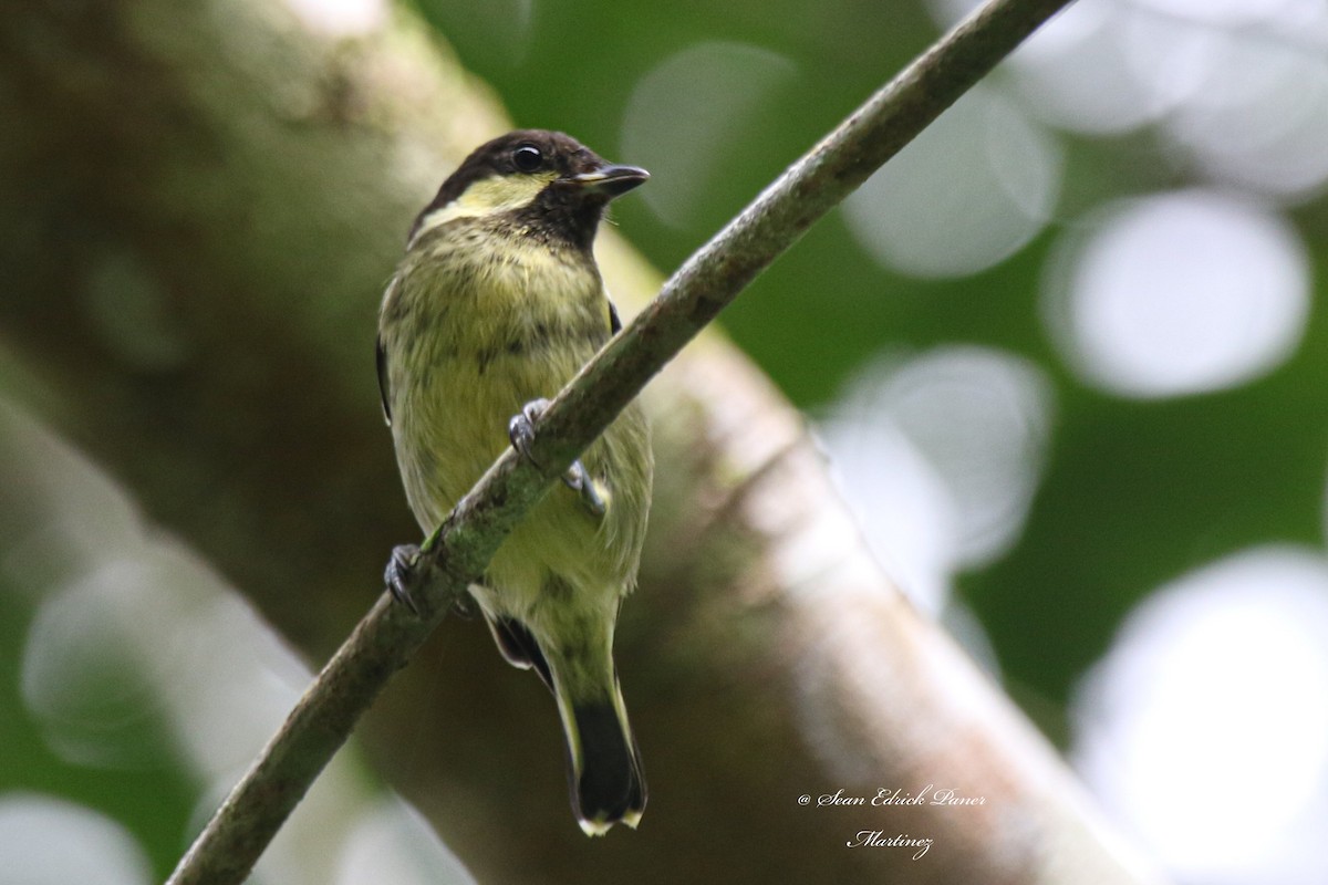 Elegant Tit - ML620664375