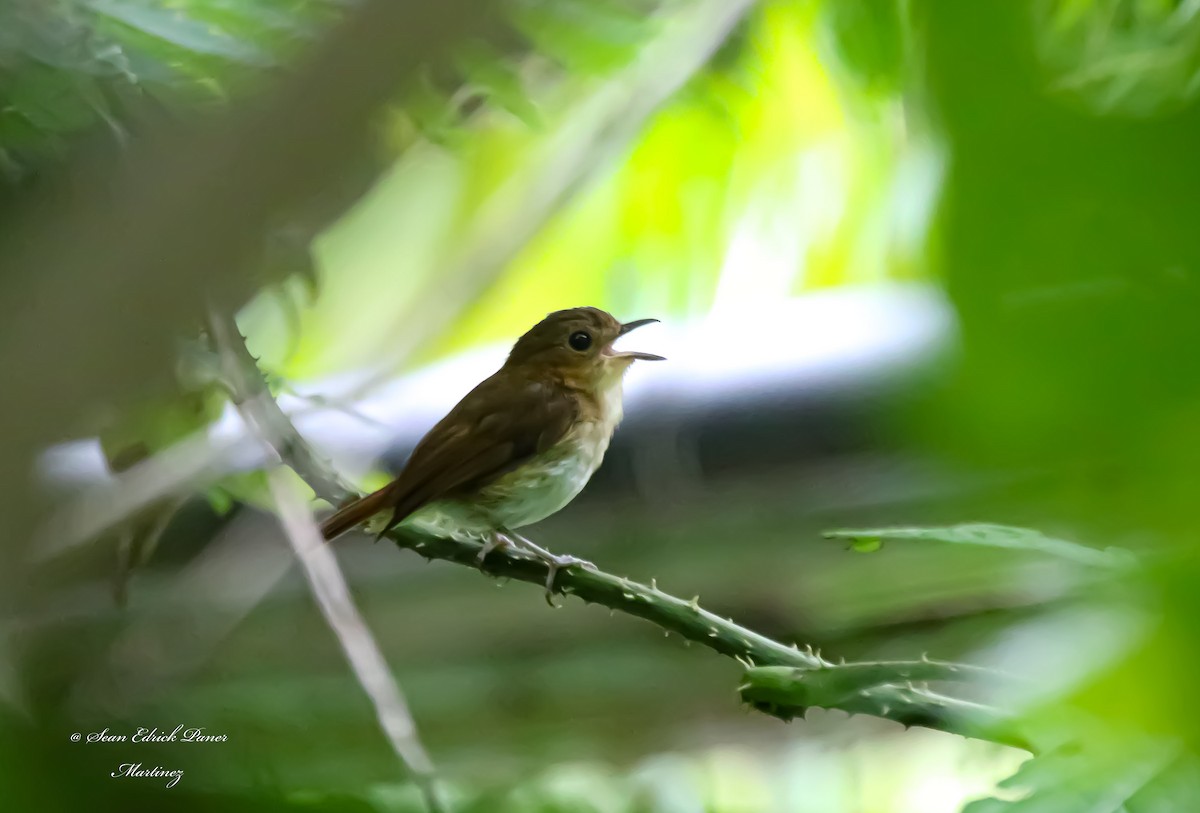 Cryptic Flycatcher - ML620664377