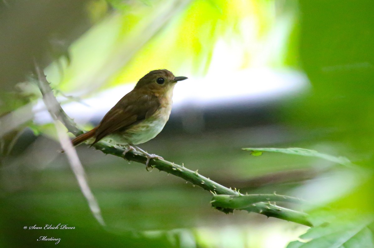 Cryptic Flycatcher - Sean Martinez