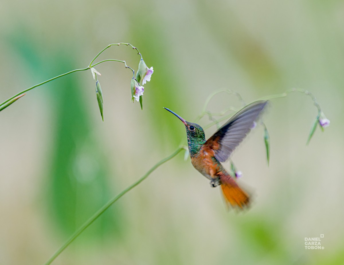 Buff-bellied Hummingbird - ML620664380