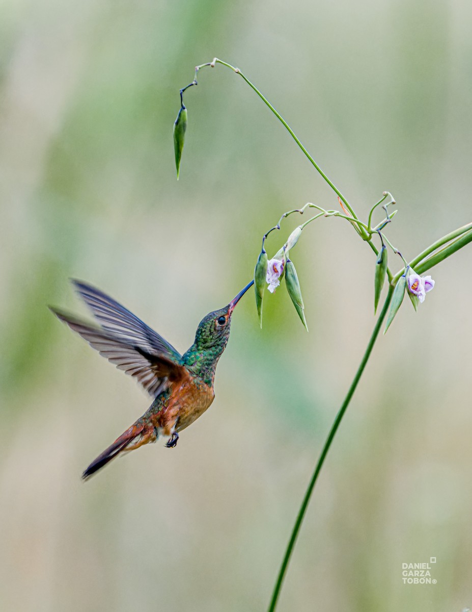 Buff-bellied Hummingbird - ML620664381