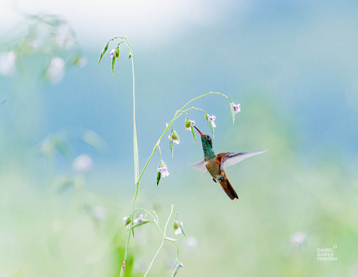 Buff-bellied Hummingbird - ML620664383