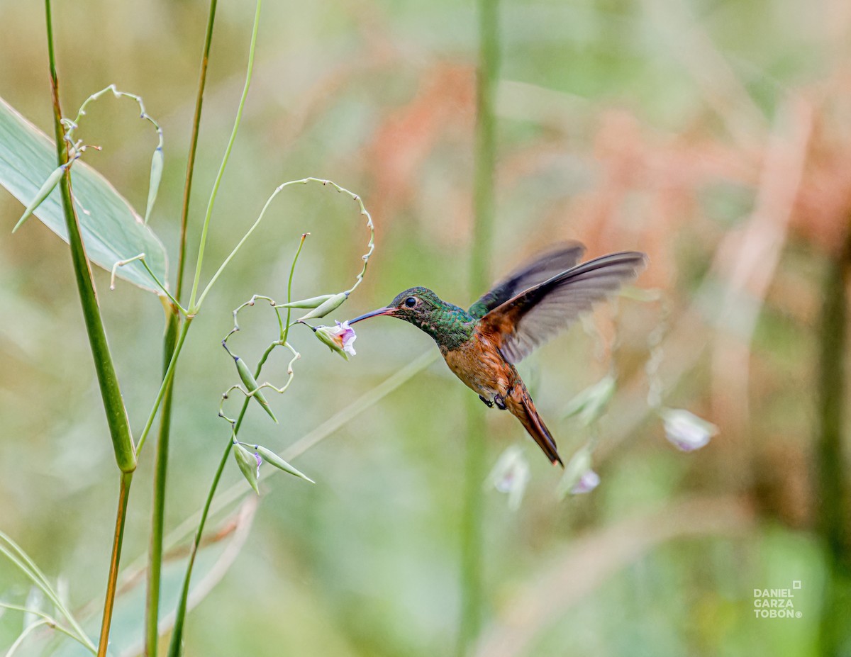 Buff-bellied Hummingbird - ML620664384