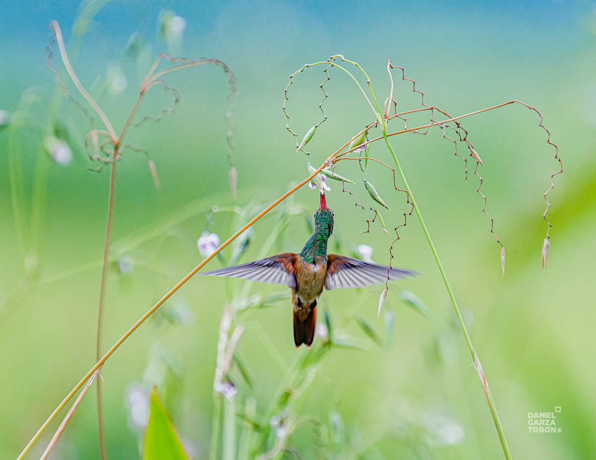 Buff-bellied Hummingbird - ML620664385