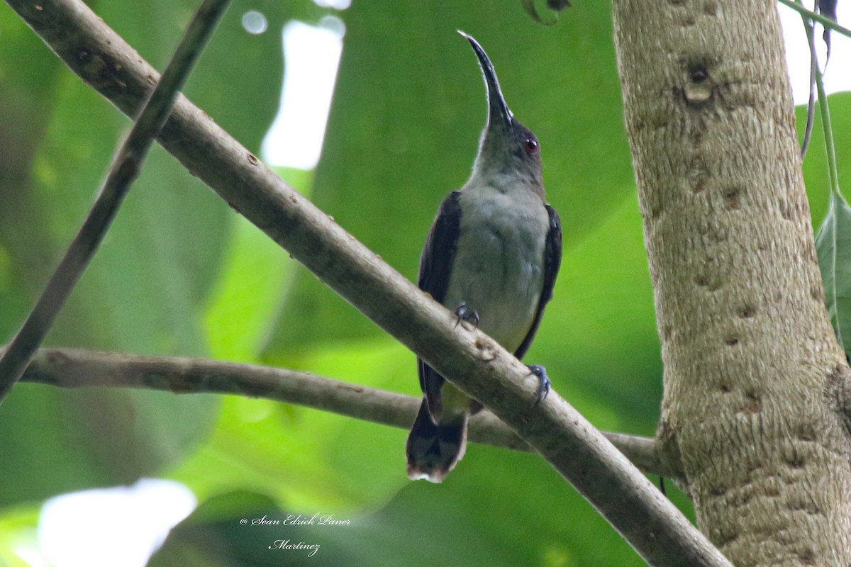 Orange-tufted Spiderhunter - ML620664386