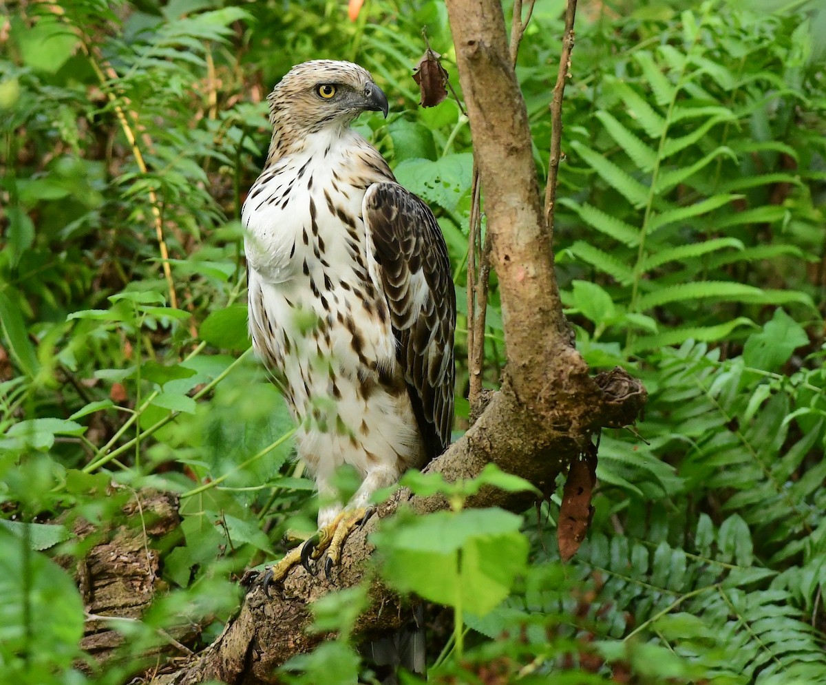 Águila Variable - ML620664390